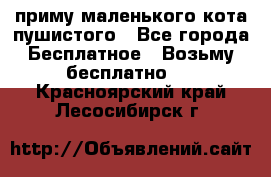 приму маленького кота пушистого - Все города Бесплатное » Возьму бесплатно   . Красноярский край,Лесосибирск г.